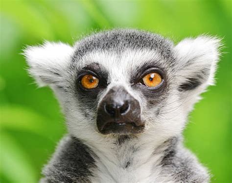 Top 60 Funny Lemur Face Stock Photos Pictures And Images Istock