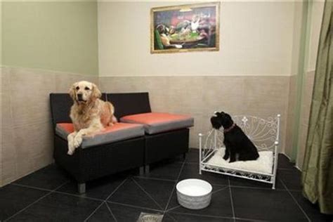 Best Ten Pet Hotels That Your Pets Would Love To Stay In Elite Choice