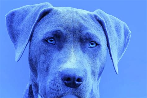 A Blue Dog Night What It Might Mean For A Green New Deal Resilience
