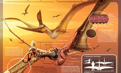New Pterosaur Species With Complete Skull Found In Patagonia Immortal News