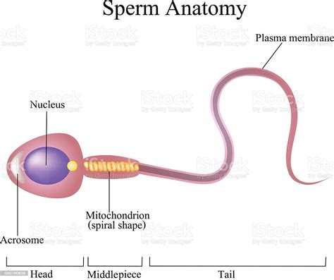 Structure Of A Sperm Cell Stock Illustration Download Image Now Istock