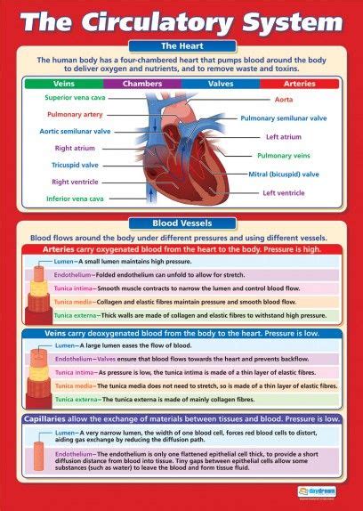 The Circulatory System Poster Science Biology Circulatory System