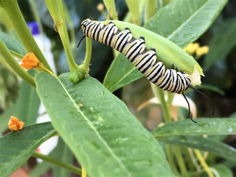 Monarch Butterfly Caterpillar Orange County Coastkeeper