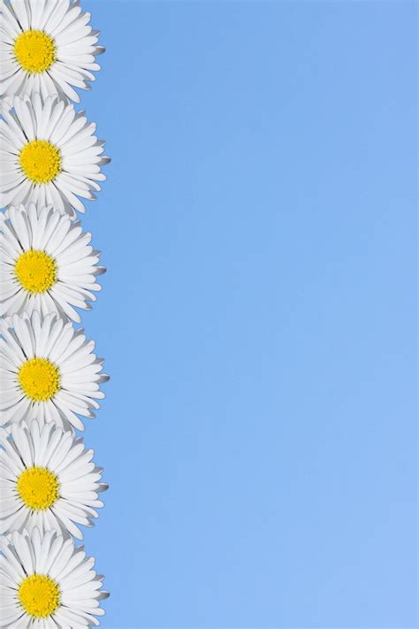 Daisy Flower Border Free Stock Photo Public Domain Pictures