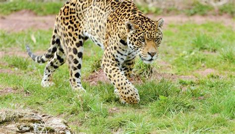Polydactyl cats can have anywhere from six to eight toes per paw. Types of Arizona Wild Cats | Sciencing