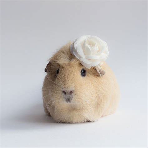 Pretty Guinea Pig Too Cute To Bear