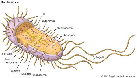 Cytoplasm, ribosomes, rough endoplasmic reticulum; Capsule | in prokaryote | Britannica