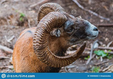 Mouflon Ovis Orientalis Very Close Up Photos Mammal Stock Photo