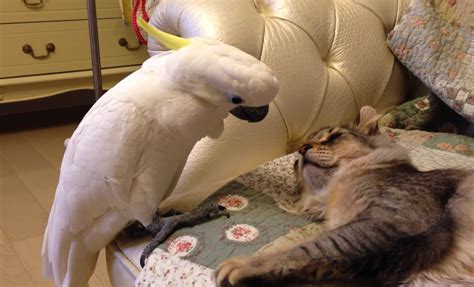 Parrot Wants To Touch Cat Boing Boing
