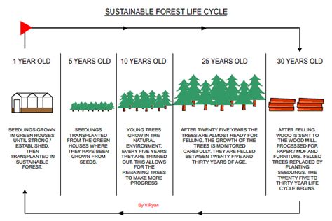 What Is A Sustainable Forest Video Sustainability Life Cycles 25
