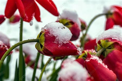 Snow On Red Tulips Stock Image C0308775 Science Photo Library