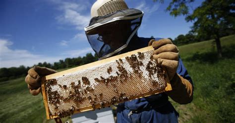 Watch Video Meet The Geneva Farmer Who Raises Bees Sells Their Honey