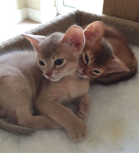 Adorable Abyssinian kittens #catsbreedsabyssinian | Abyssinian cats ...