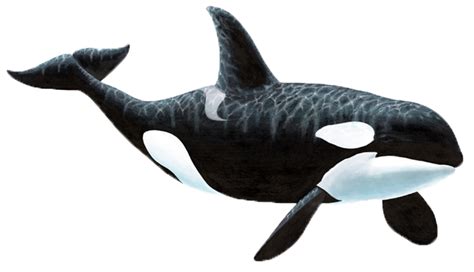 Orca Transparent Color Dibujo De Orca Para Colorear Png Image