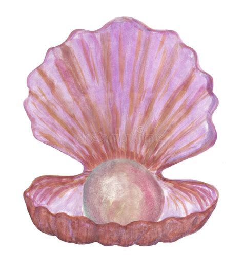 Watercolor Seashell Pearl Stock Illustrations 679 Watercolor Seashell