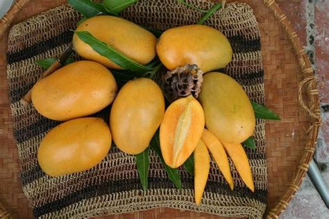 Kosseri mango a real big taste nattupacha manorama news. Mango Tree Mallika Semi-Dwarf Variety Grafted | Mango tree ...