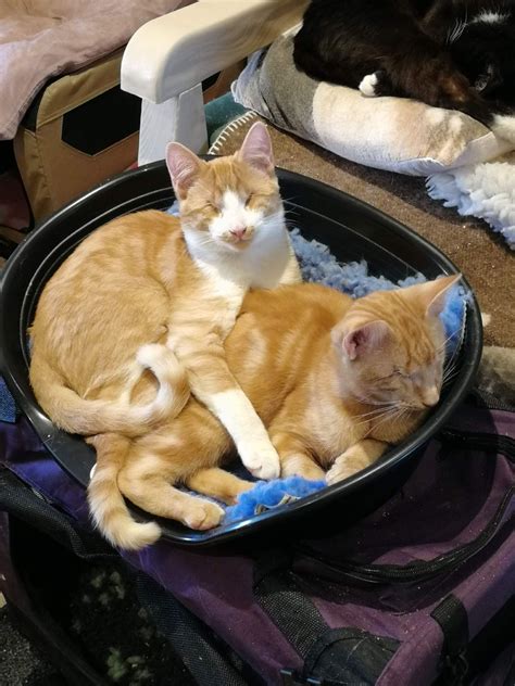 Blind Kittens Rescued and Reunited in Christmas Miracle Find Purr-fect
