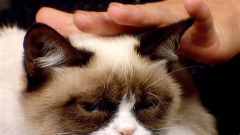 Meet ‘tardar Sauce The Grumpy Cat Gone Viral