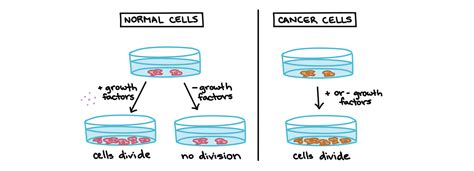 Cell Division And Control Of Cell Number Anatomy And Physiology