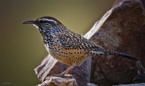 Feather Tailed Stories Cactus Wren