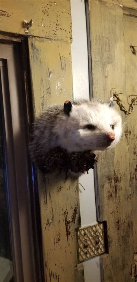 Adult Zombie Possum Shoulder Mount Racoon Opossum Taxidermy Etsy