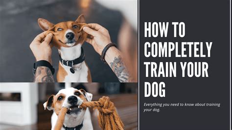 Dog Training 101 How To Properly Train Your Dog