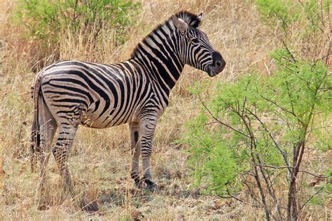 Beautiful striped zebra in the Johannesburg Nature Reserve free image