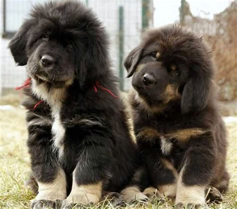 Tibetan Mastiff All Big Dog Breeds