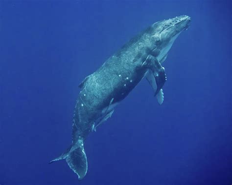 Humpback Whale Megaptera Novaeangliae Photograph By Toby C Fine Art