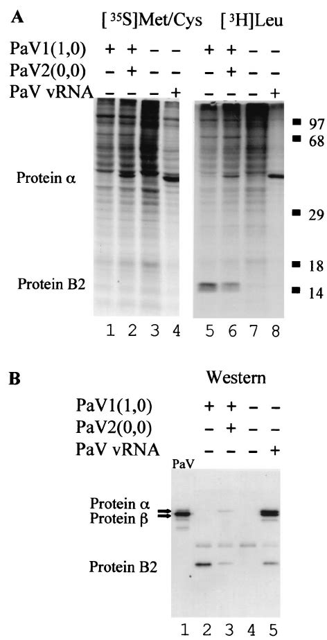 Viral Proteins Synthesized In Bsr T75 Cells Transfected With Pav Cdna