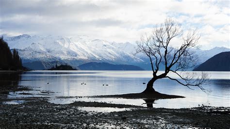 2560x1440 Alone Tree Snow Lake Mountain Landscape 5k 1440p Resolution