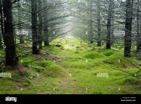 Pine Forest On The Upland Moorland Of Migneint Gwynedd North Wales