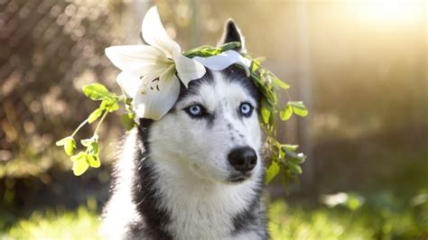 Are Easter Lilies Poisonous To Dogs