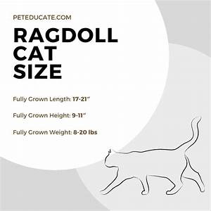 Ragdoll Cat Size Chart