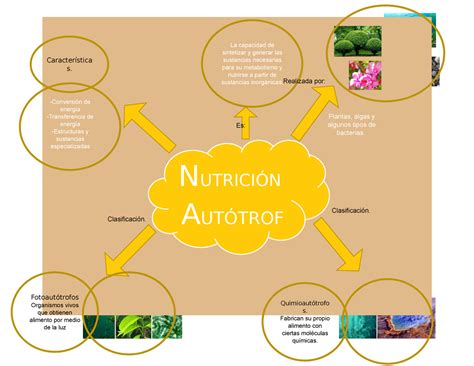 Nutrición Autótrofa Y Heterótrofa Característica S La Capacidad De