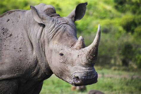 hluhluwe imfolozi park complete guide to kwa zulu natal s best safari