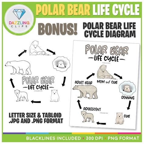 Polar Bear Life Cycle Clip Art Instant Download Educational Clipart
