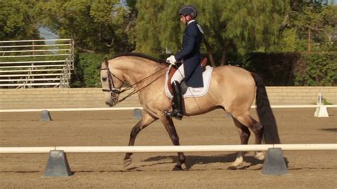 Andiamo And Carlos Carneiro Dressage Prix St George Test Youtube