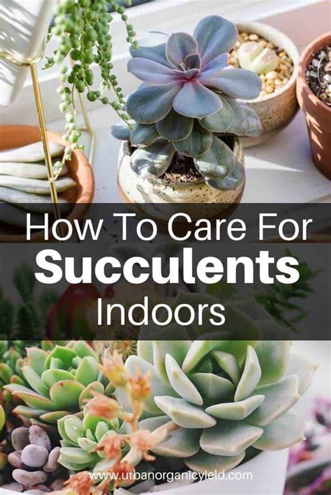 How To Take Care Of Tulips Indoors - Tulip Care Indoors