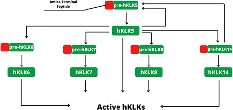 Frontiers Human Tissue Kallikreins Related Peptidases Are Targets For