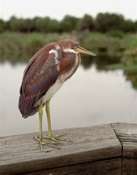 Marsh Bird Photograph By James Widerman Pixels