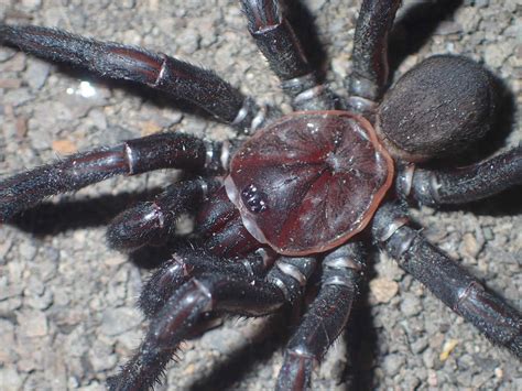 Here Are 5 New Species Of Australian Trapdoor Spider It Took