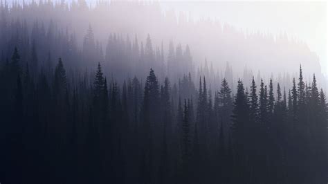 Pine Tree Forest Wallpapers On Wallpaperdog