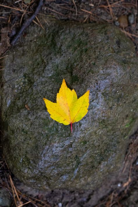Free Photo Of Lone Autumn Leaf