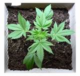 Images of Best Way To Grow Marijuana Outdoors