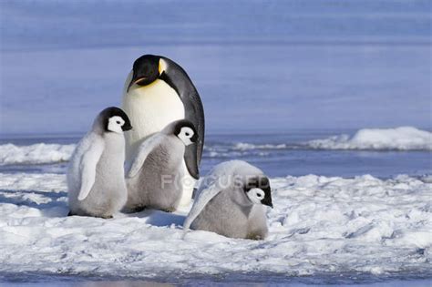 Emperor Penguin Chicks And Adult On Snow Hill Island Weddell Sea Antarctica — Beautiful