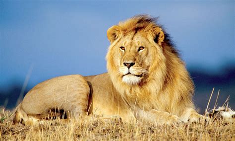 Lagence De Protection De La Nature Classe Les Lions Dafrique Parmi