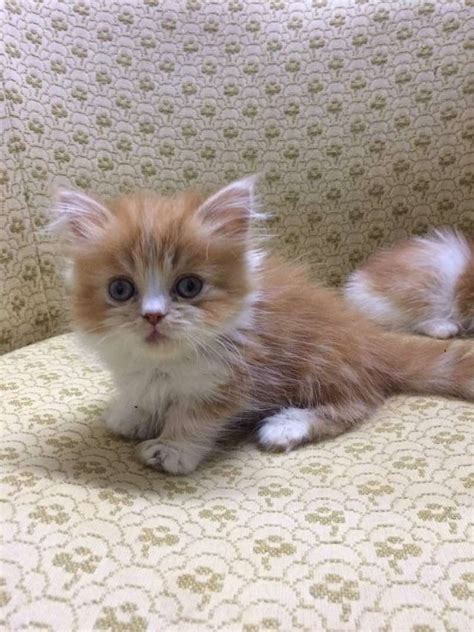 Munchkin Kittens For Sale Adoption From Kuala Lumpur