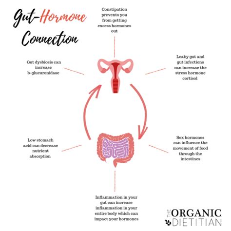 Are Digestive Issues And Hormone Imbalances Connected The Organic