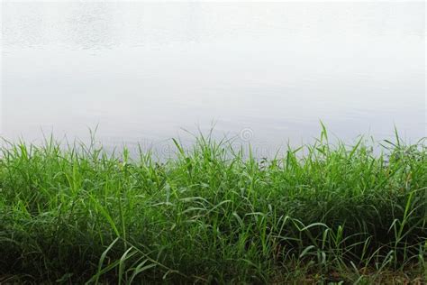 Grass At River Bank Stock Photo Image Of Colors Pond 4597024